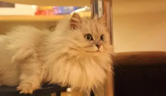 猫咪打喷嚏有哪些原因