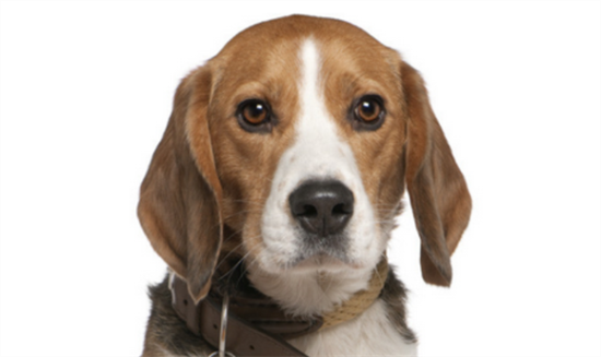 如何防止比格犬咬东西？