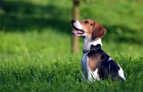 比格犬好养吗？史奴比的原型狗狗