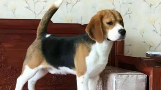 比格犬喜欢叫吗 主人要好好管教