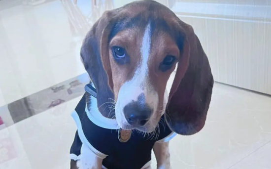 比格犬能长多大 小型狗狗的代表