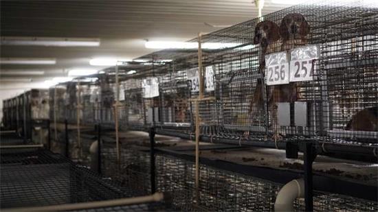 为何比格犬被国际公认为最好的实验犬呢？原因很简单