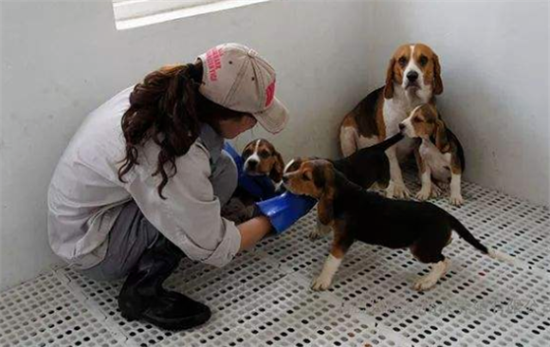 干货！实验动物比格犬饲养环境标准！