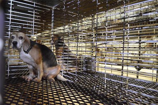 为何比格犬被国际公认为最好的实验犬呢？原因很简单