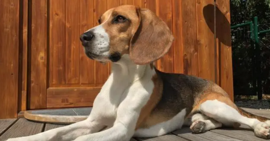 比格犬如何饲养 比格的一些饲养特点