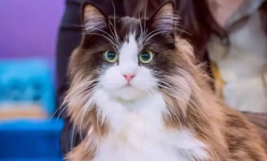 挪威森林猫绝育后的照顾方法：