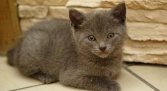 夏特尔猫多大年龄绝育比较好