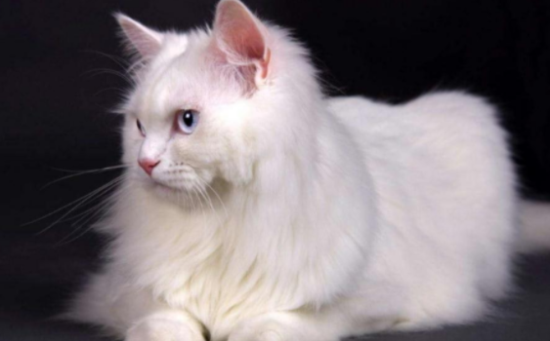 土耳其安哥拉猫一般能活多久？