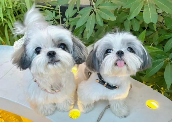西施犬有什么特征？不清楚地来瞧瞧