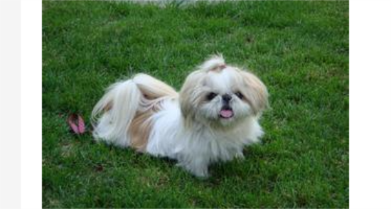 来看，关于西施犬漂亮造型的打造方法？