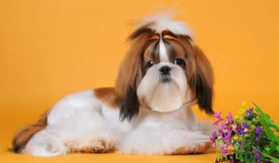 西施犬吃什么狗粮好？大家都需要注意的地方
