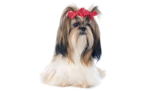 如何给西施犬进行梳毛
