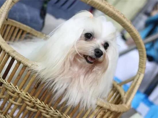 不知道西施犬怎么看品相？看这里吧