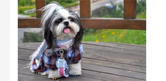 西施犬修剪造型的方法和详细步骤？