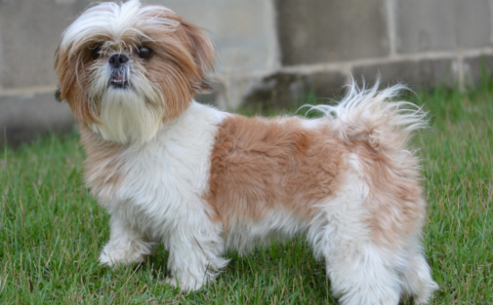养西施犬的注意事项有哪些？一文告诉你