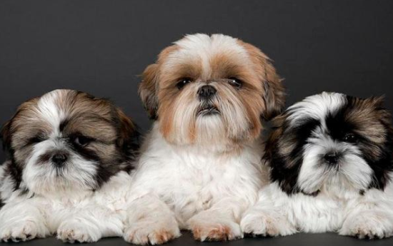 西施犬怎么喂养？快来了解一下！