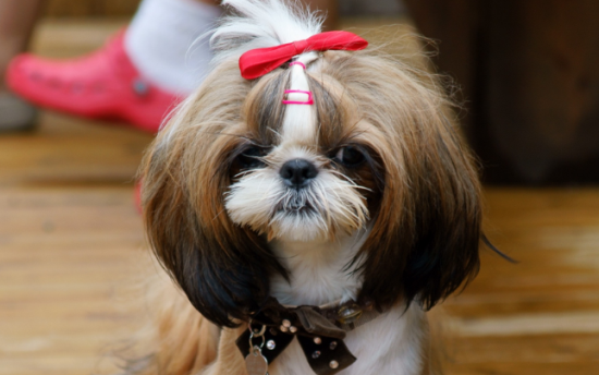 西施犬乱吠叫怎么训练？速来了解一波~