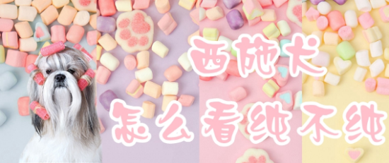西施犬怎么看纯不纯？本文为你解惑