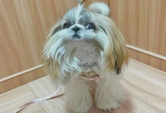 西施犬的美容梳理和洗澡方法？
