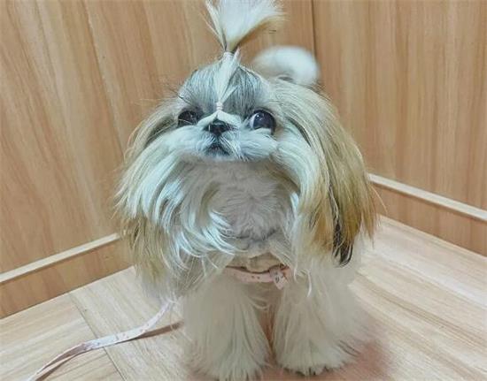 西施犬幼犬怎么养？可以来了解一下