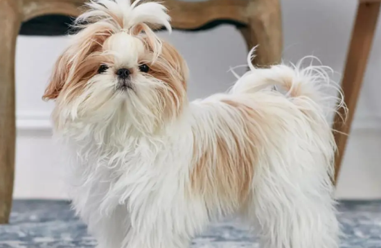  西施犬吃什么？竟然是这些