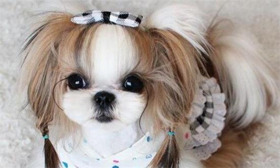 西施犬怎么美容？你不得不学的方法有。