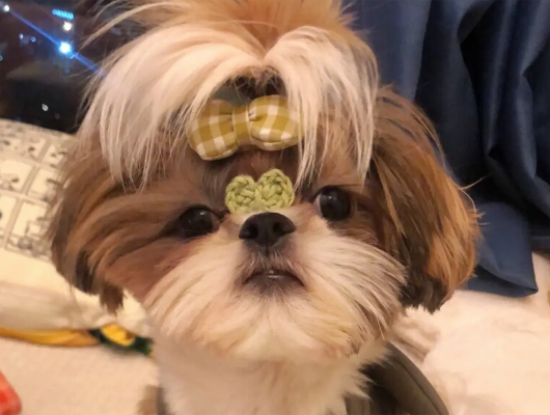 西施犬耳毛怎么拔？此处有解答