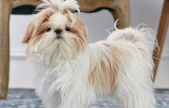 西施犬多少钱一只？来了解一下吧
