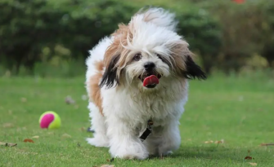 西施犬有什么特征？不清楚地来瞧瞧