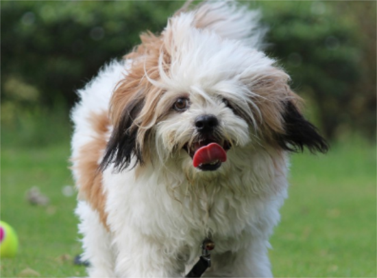西施犬吃什么开胃？一文告诉你！