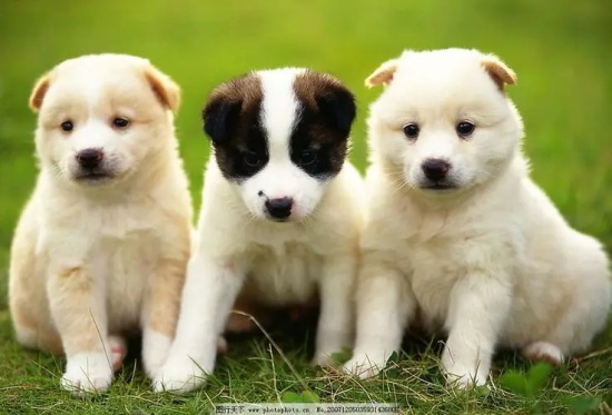 狗狗得了犬瘟能吃苹果吗