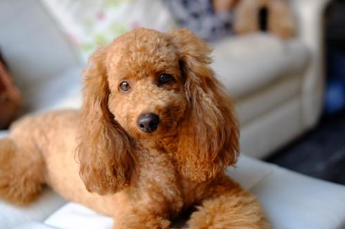 小狗缺钙抽搐和犬瘟抽搐区别有哪些