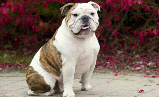 英国斗牛犬冬天怕冷吗？短毛狗狗一般会怕冷