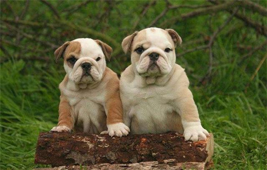 不建议养英国斗牛犬的原因
