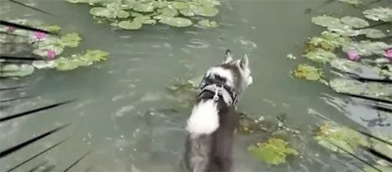 主人想帮二哈在河边拍张美照，结果下一秒……
