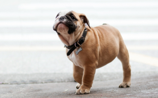 英国斗牛犬价格是多少？这样的它值得拥有吗？