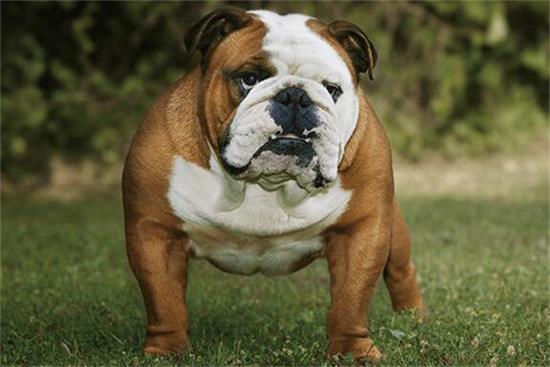 英国斗牛犬吃什么主食？这篇文章值得你花时间！