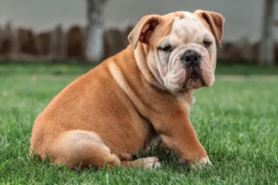 英国斗牛犬幼犬标准是什么？这里有答案哦~