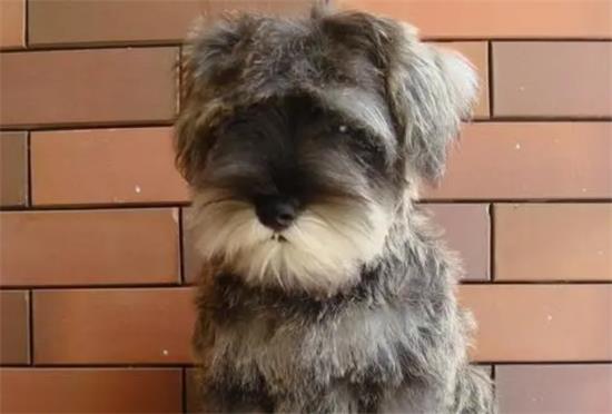 迷你雪纳瑞犬多少钱一只