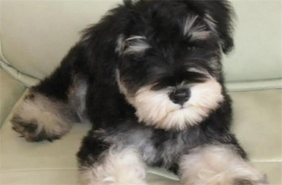 雪纳瑞多少钱一只幼犬