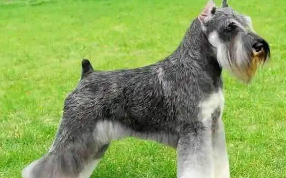 大型雪纳瑞犬多少钱一只