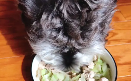 雪纳瑞多大吃成犬狗粮？看看这篇文章怎么说