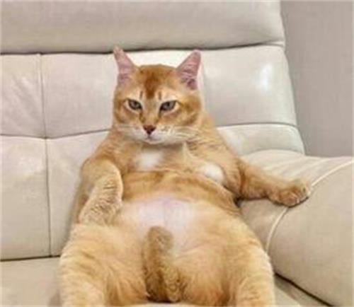 绝育猫乱尿怎么解决方法