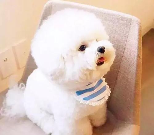 狗嘴一圈发红是为什么
