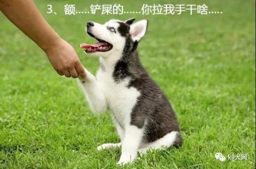 狗狗左侧腹部摸起来有硬块是怎么回事