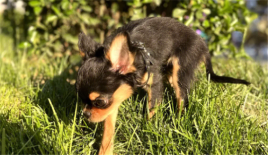 适合家养的小型犬？吉娃娃有长毛和短毛两个品种