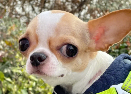 吉娃娃身上有味怎么办？不妨来看看吧