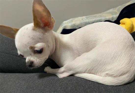 吉娃娃产后怎么照顾？“细节护理”你做到了吗？