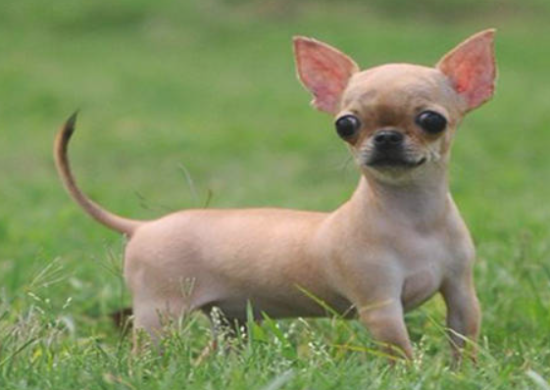 吉娃娃幼犬喜欢吃什么？