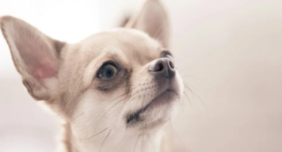 狗狗品种解读：吉娃娃犬